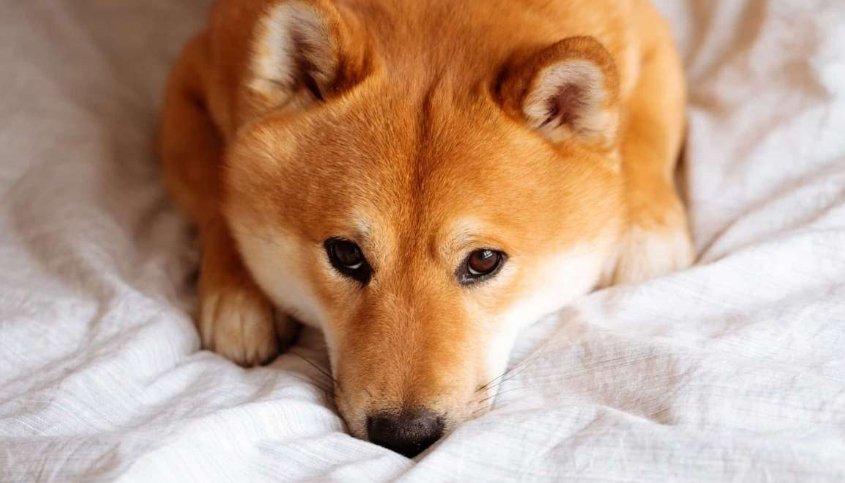 Shiba Inu 随反弹降温，狗狗币和山寨币回撤达两位数，清算金额高达 9 亿美元